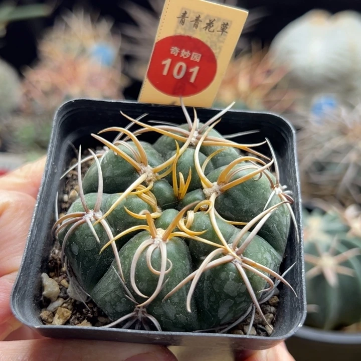 实生冢原海王5.7cm