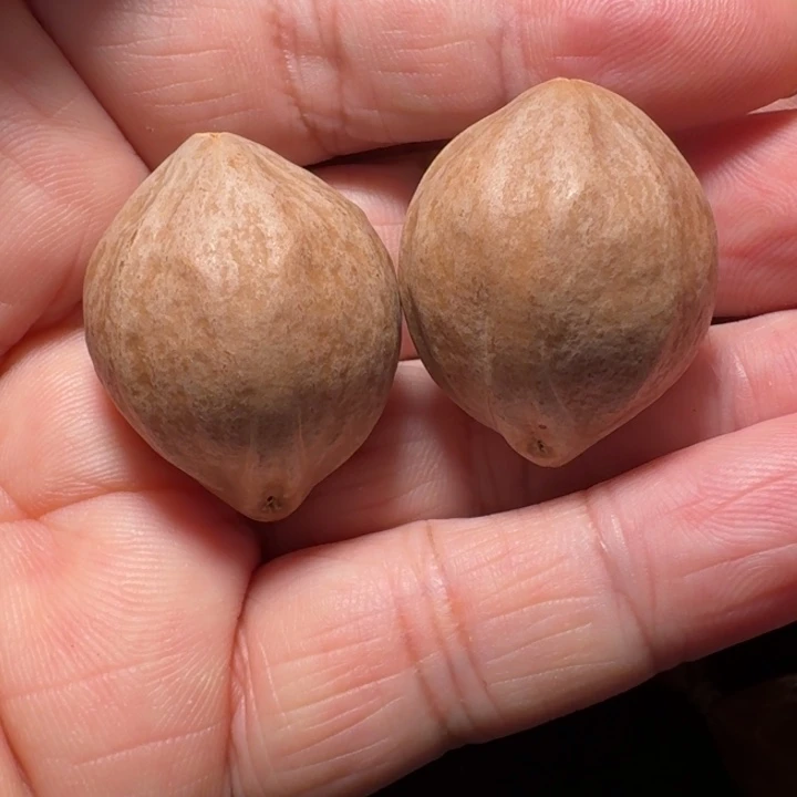 橄榄核吊坠凤**爹2.6素核