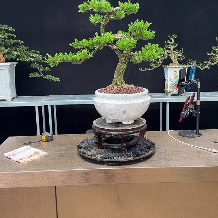 无花朵黄杨黄杨黄杨黄杨