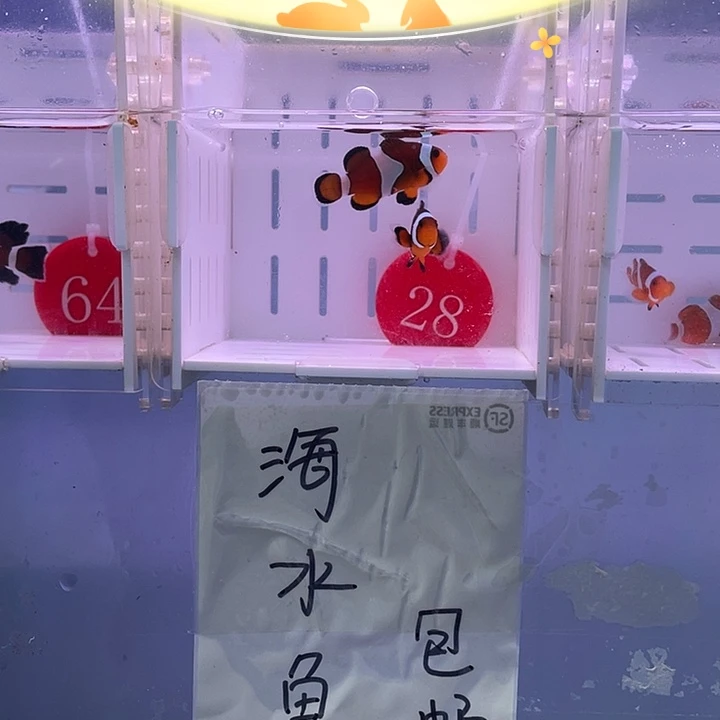海水鱼精品玛瑙一对