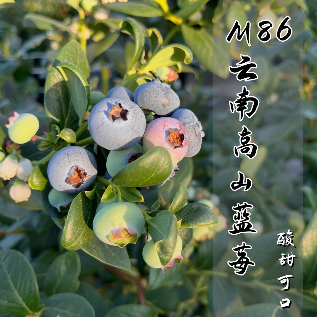 M86花青素蓝莓【400g尝鲜款】8分甜云南抚仙湖高山蓝莓原产地新鲜采摘云南蓝莓酸甜脆可口云南省