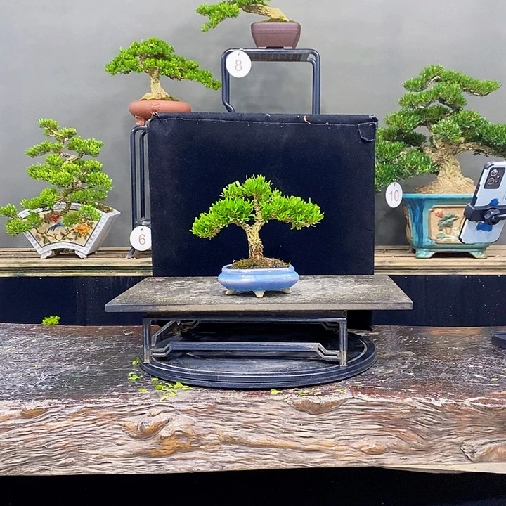 无花朵黄杨盆景四季常青