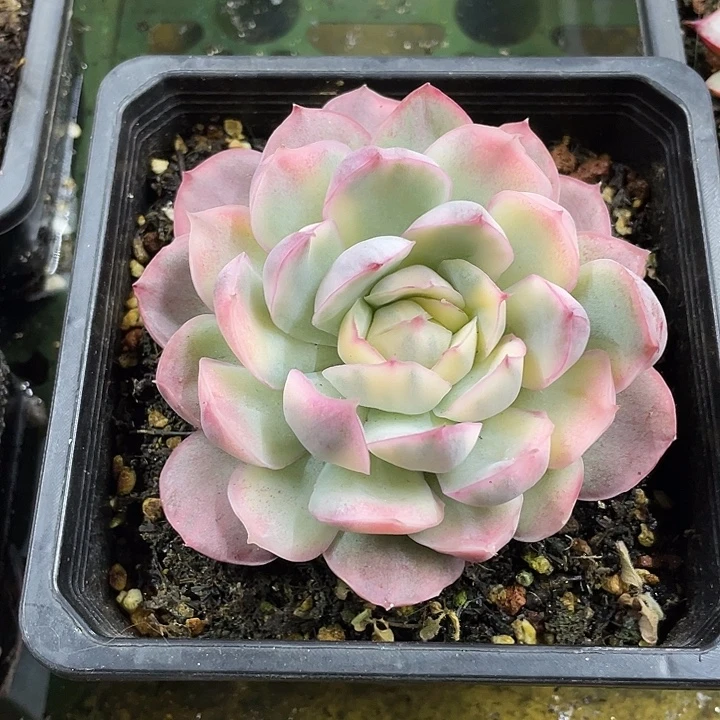 草莓蛋糕锦一物一拍