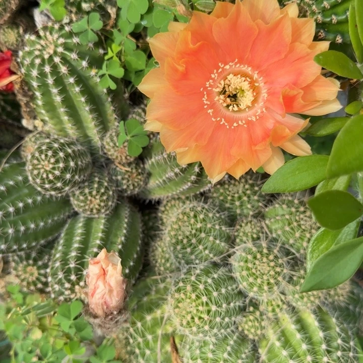 群生金刚仙人球846