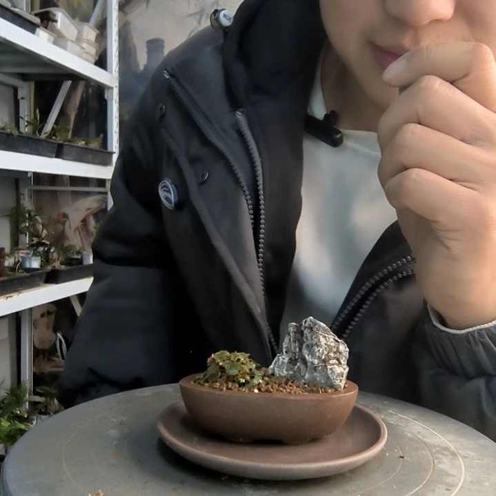 百***⋯小盆景小植物一物一拍78