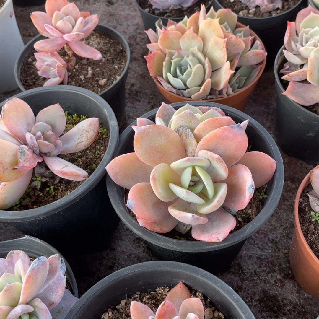 燕***声0127  燕过寄养补发  六月六