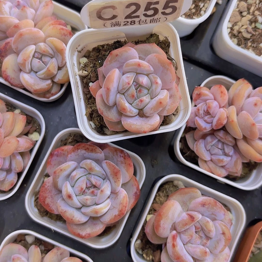 C255橙子一物一拍