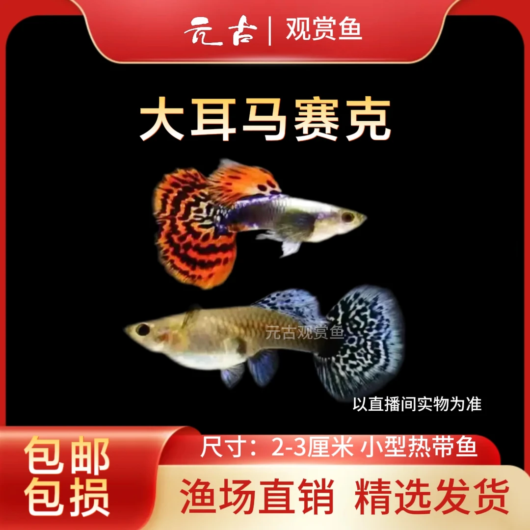 【大耳马赛克】精品孔雀鱼 公母搭配可繁殖 小淡水鱼观赏鱼