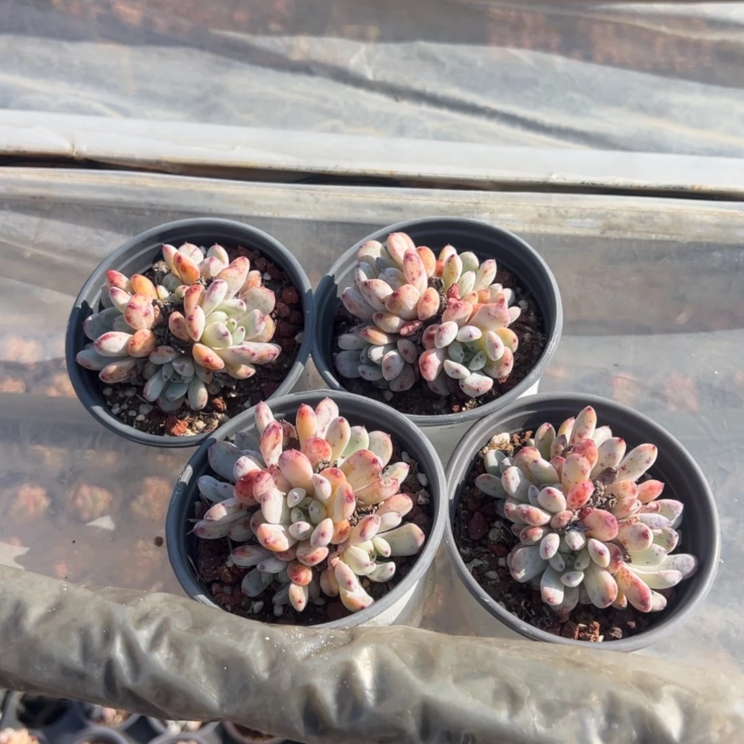 雪爪5头群一颗量拍多肉满18元包邮下午发货