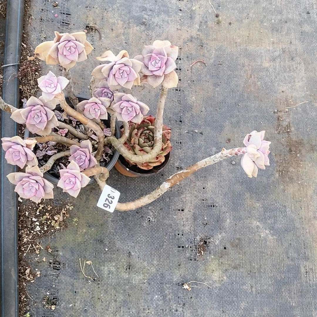 ?**?326紫乐多肉植物