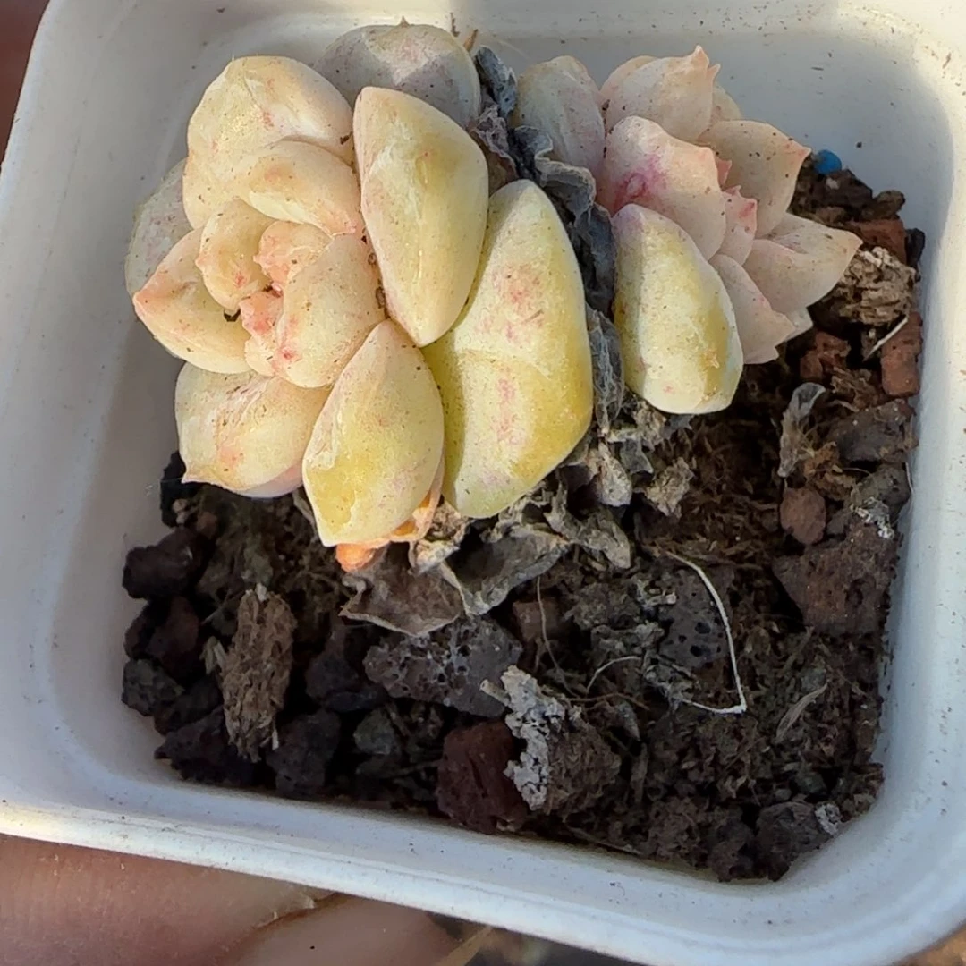 多肉小卡拉米糖心一物一拍