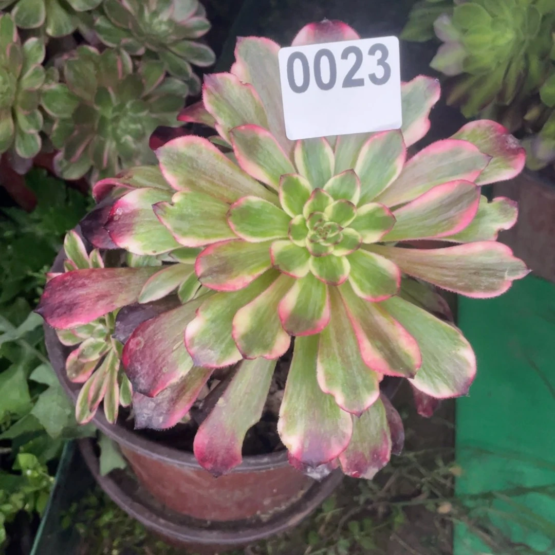 23号小烟花也很不错啊