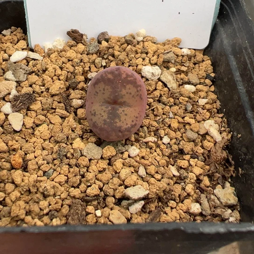 5-01肉锥多肉植物