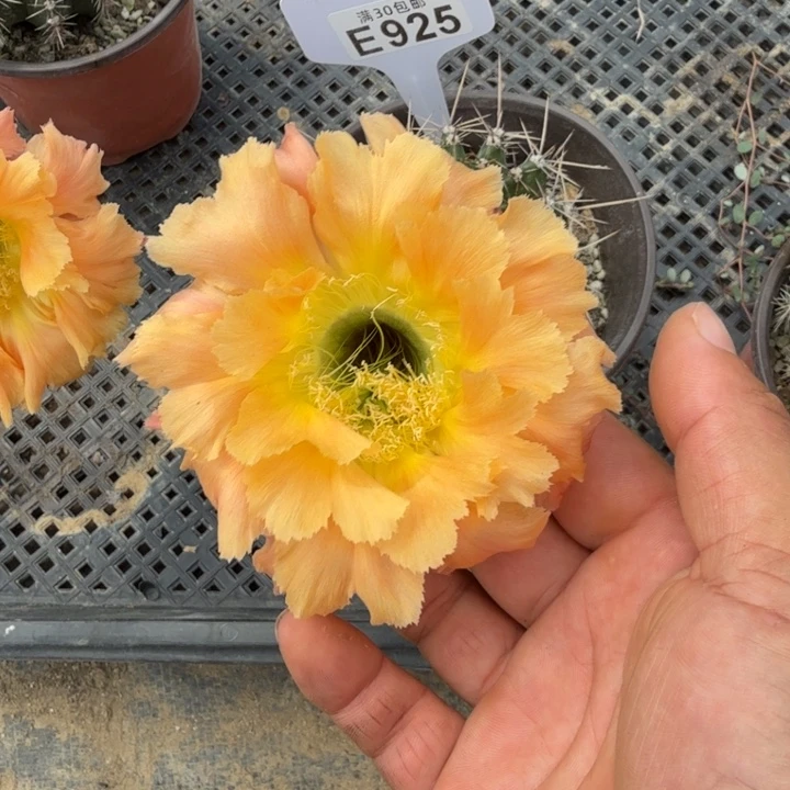 福利特价一物一拍E925