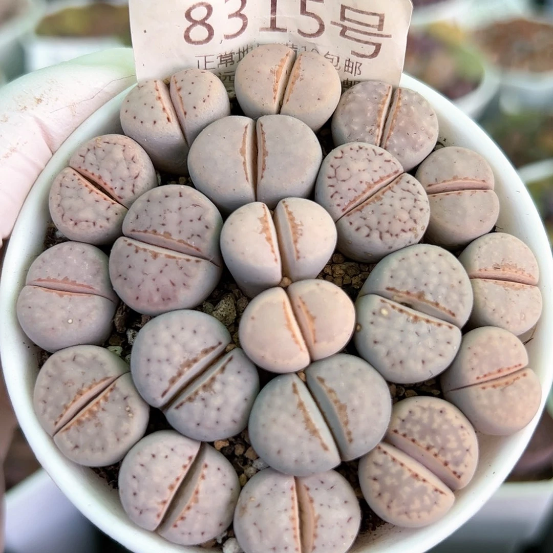 好养易活生石花大母本8315