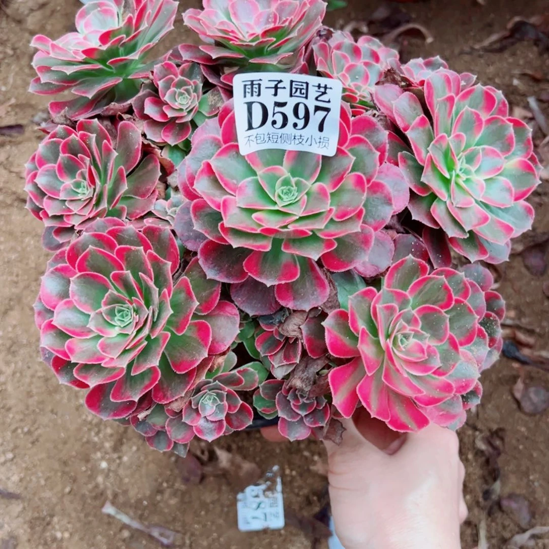 597荷兰玫瑰尺寸20左右