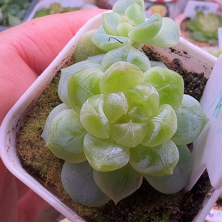珍妮绿透带个小头散的