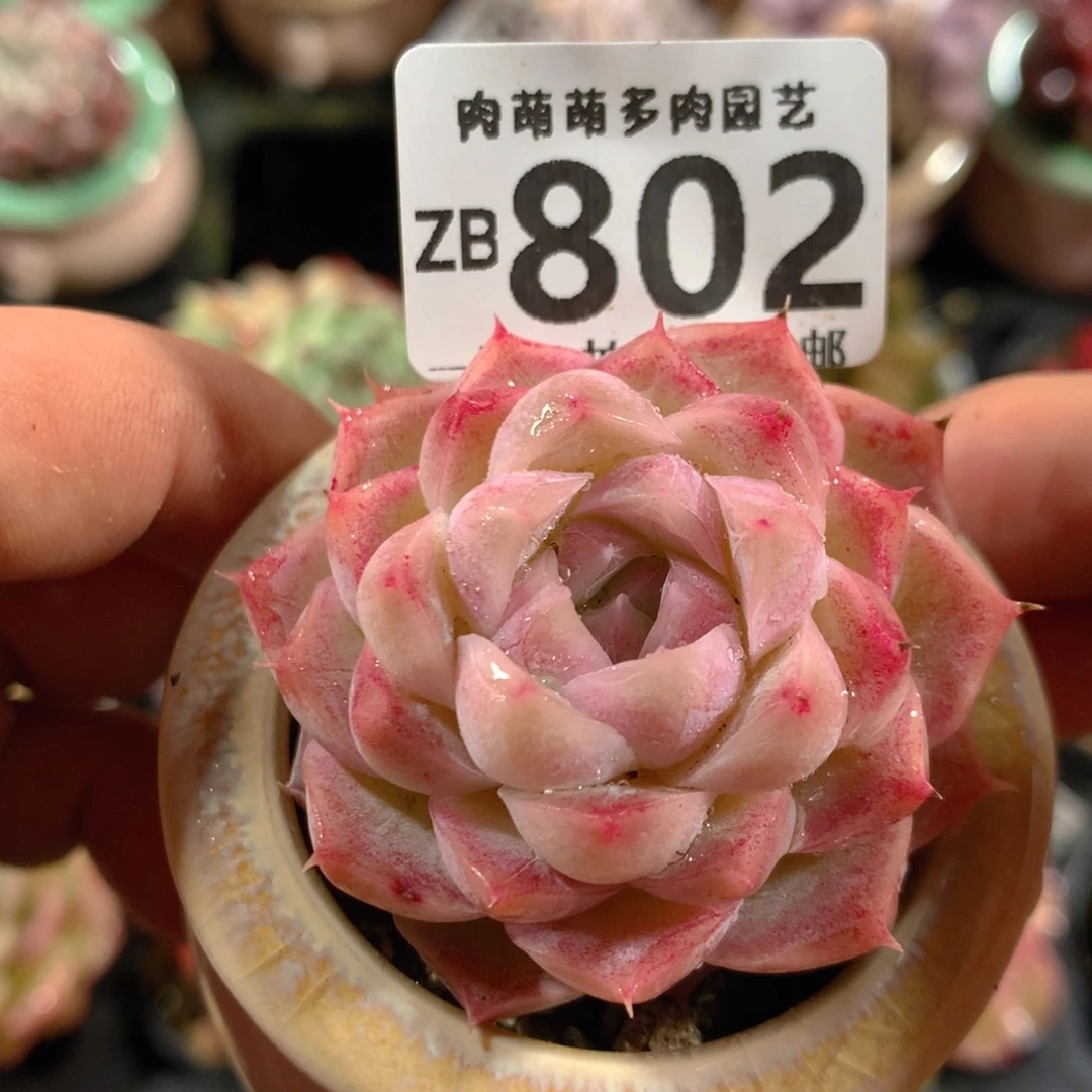 5CM拇指盆精控多肉ZB802