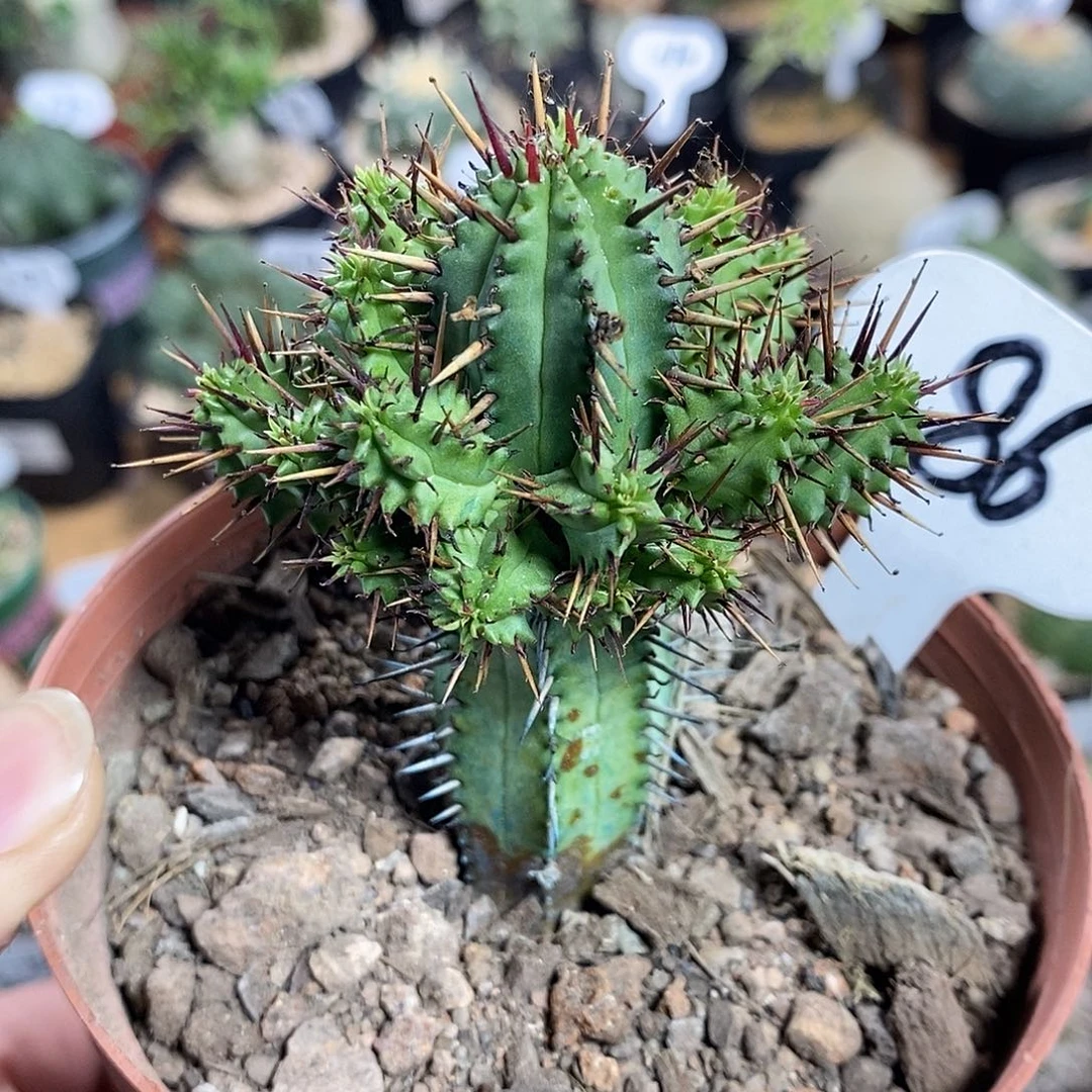 红刺麒麟86号 5.5cm