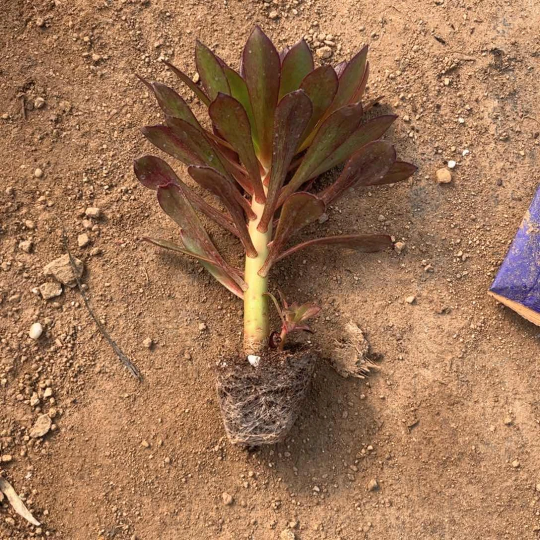 黑法师10棵一组包邮