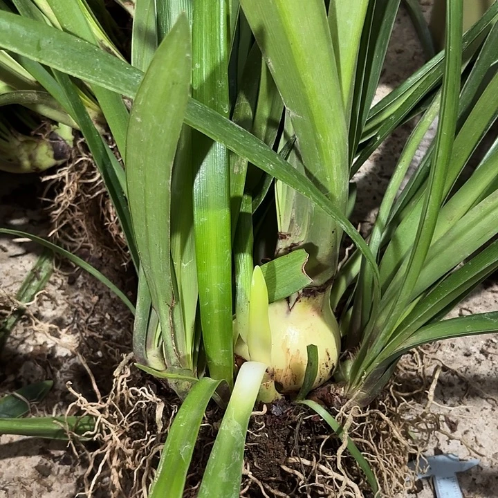 薇***)无花朵孤宝7.5+20侧