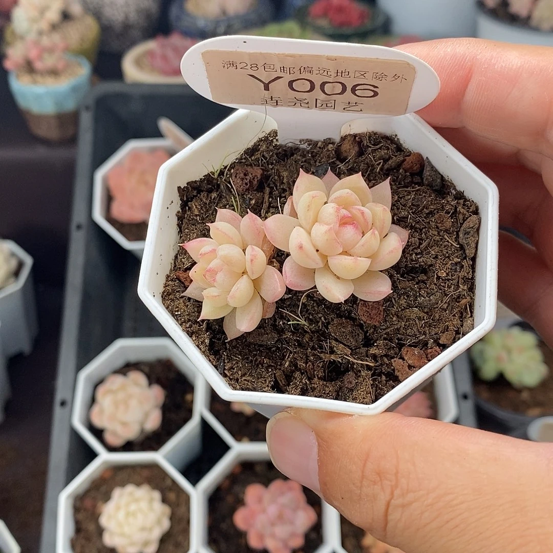 0006 女王不包整 2.5cm