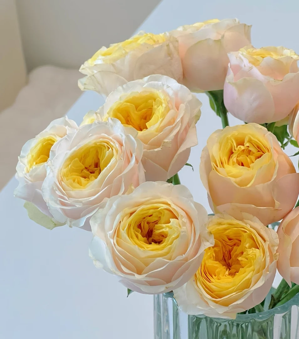 鲜花 特蕾莎单头玫瑰（无土栽培）L
