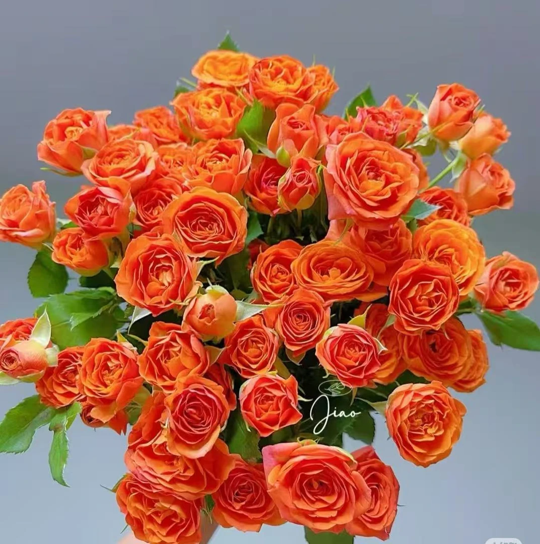【多头橙色芭比】基地直发家用鲜花 拍三单送花艺剪
