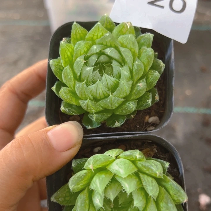 720玉露，一单两颗，带盆带土发