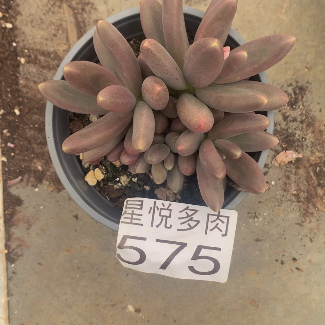 暖***W星悦多肉 糖果美人575