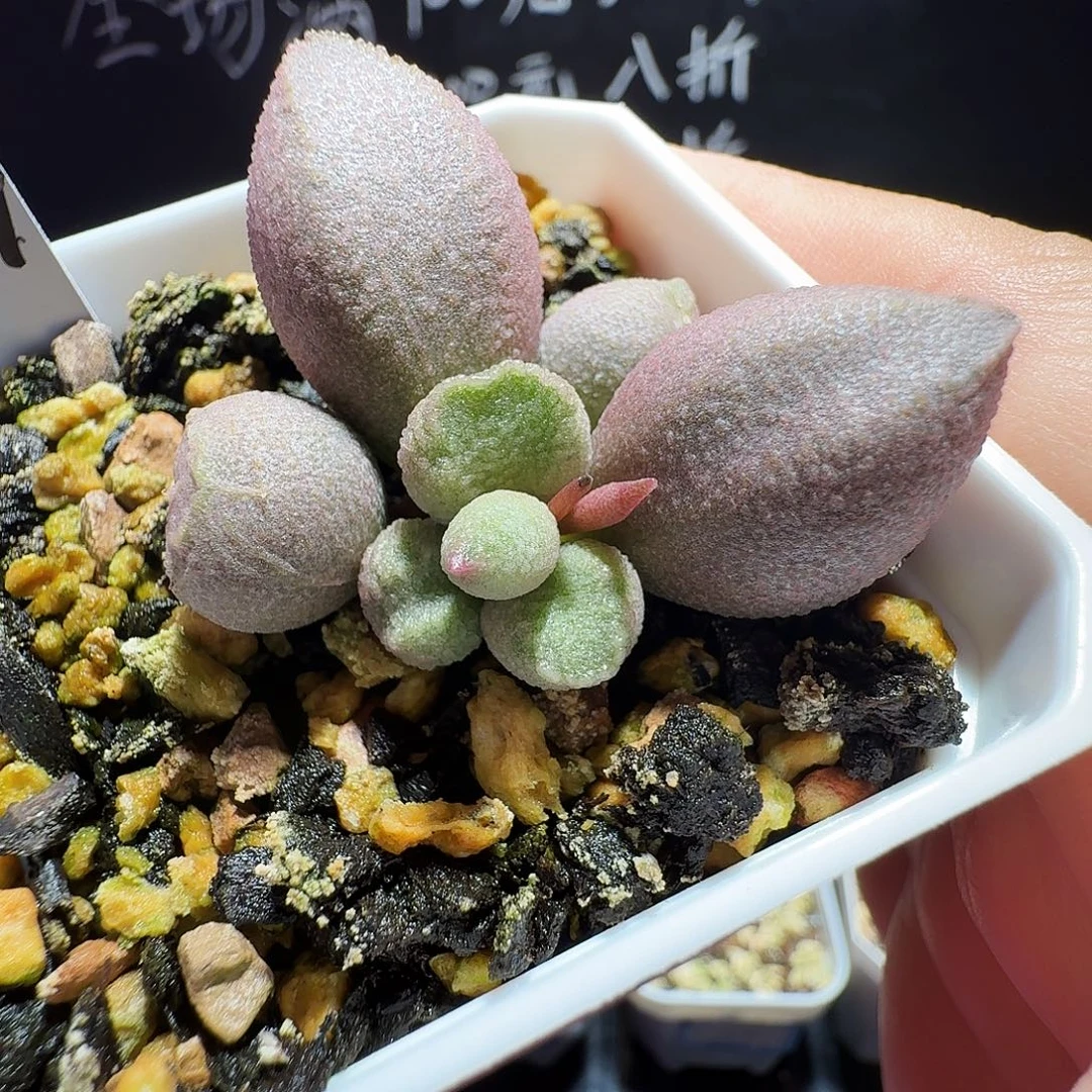 实生水泡，带盆发货，满38包邮，植物售出不退不换
