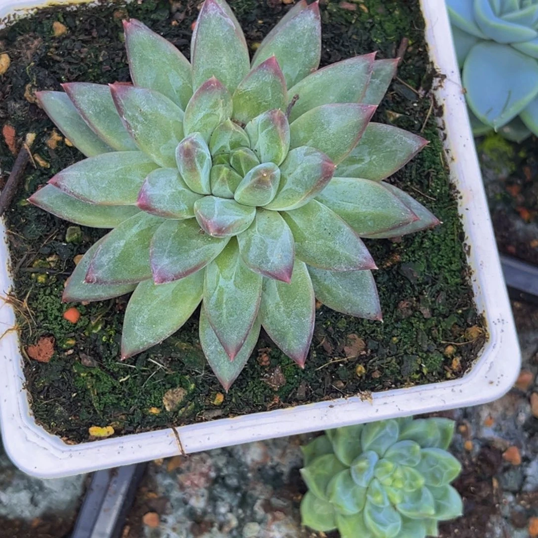 ****音52521号早上多肉植物群生多肉