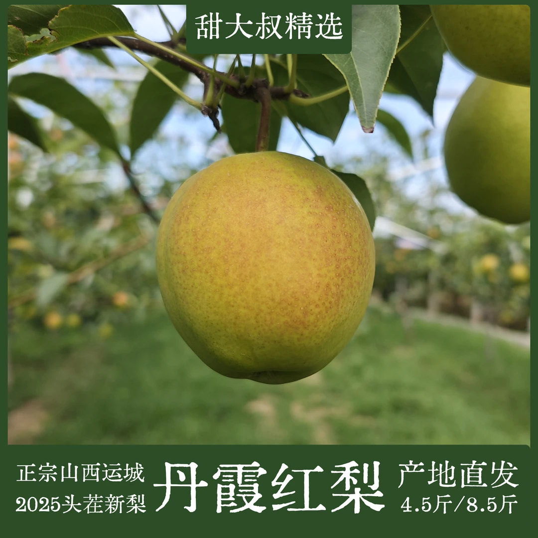 正宗山西运城源头直供丹霞红梨临猗酥梨水果梨子皮薄肉脆清甜多汁