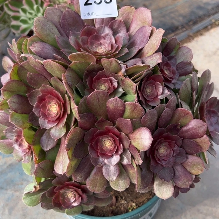 258沙拉碗26厘米左右有断枝