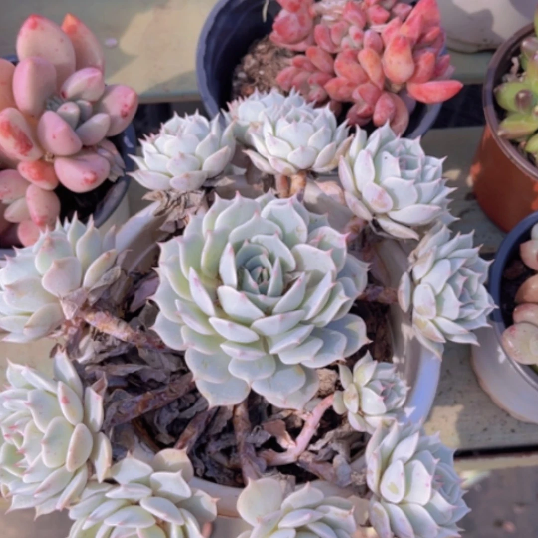 【闪购商品】露娜莲1769