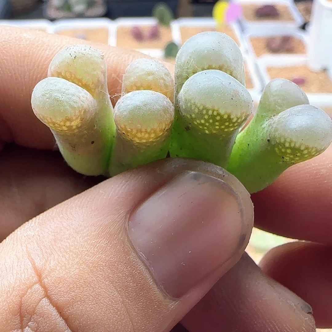 开播福利来啦45133