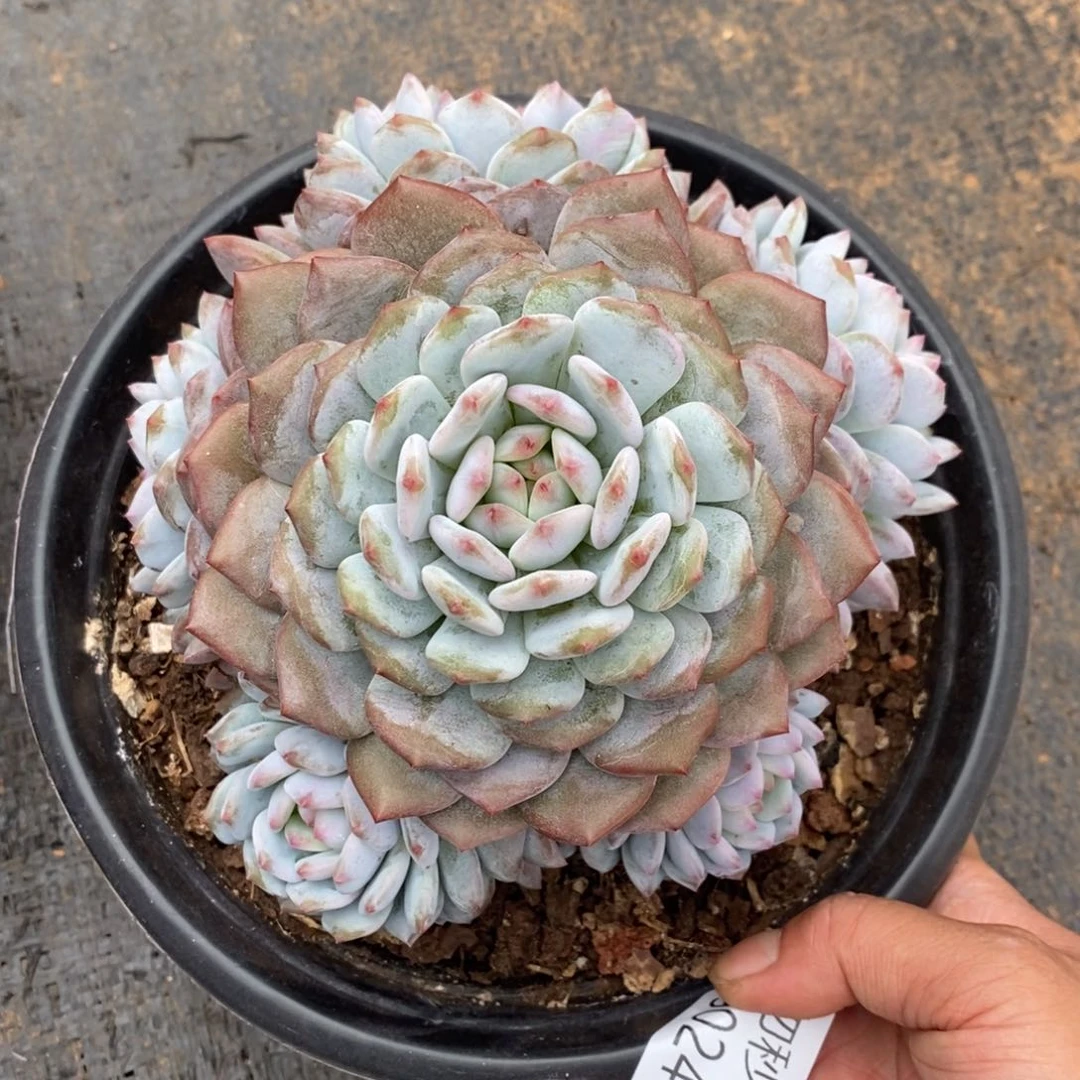 勿秒拍秒退 9025-31玉芙蓉