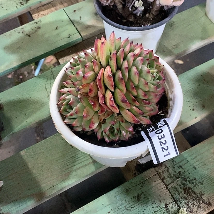 【闪购商品】月亮石03221