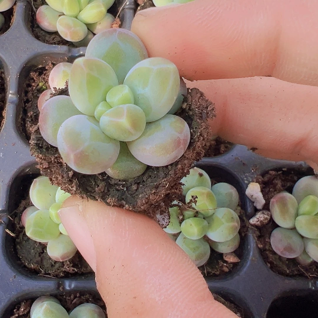 咖啡豆苗3颗多肉植物