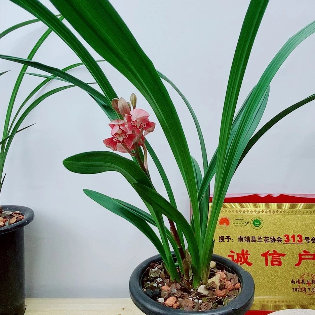 当前无花栽培后可以开花