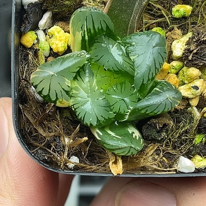 132夏沫玉露锦头家多肉十二卷