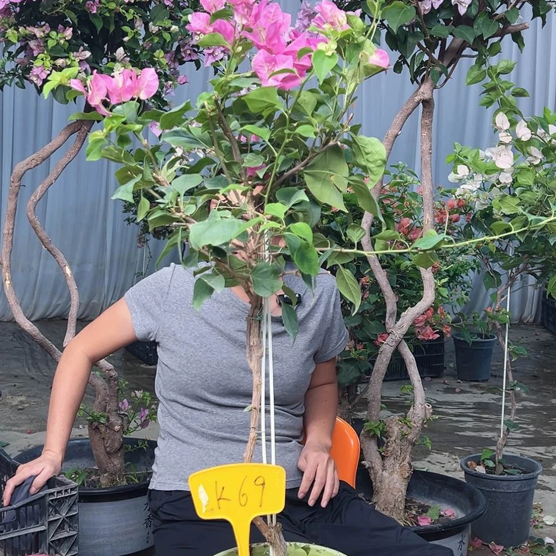 大部分花苞少量开放K69宫粉