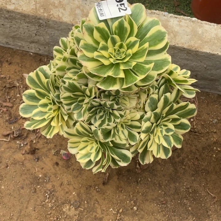 多肉迈巴赫法师952