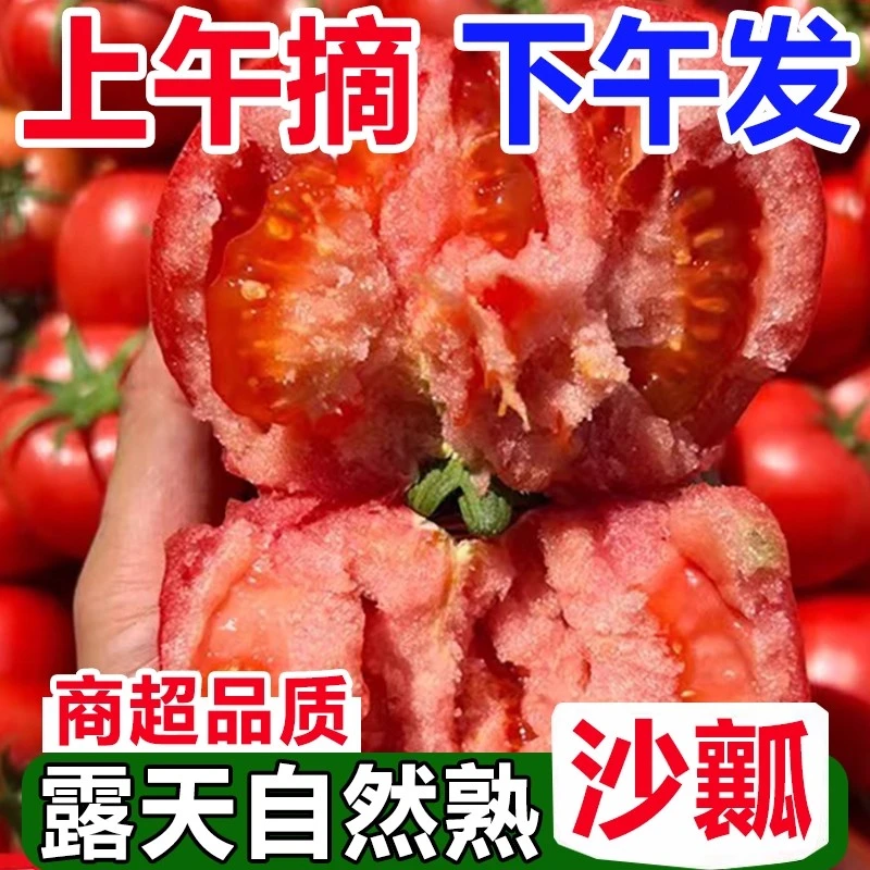 AA攀枝花沙瓤西红柿自然熟酸甜多汁新鲜采摘应季生鲜水果