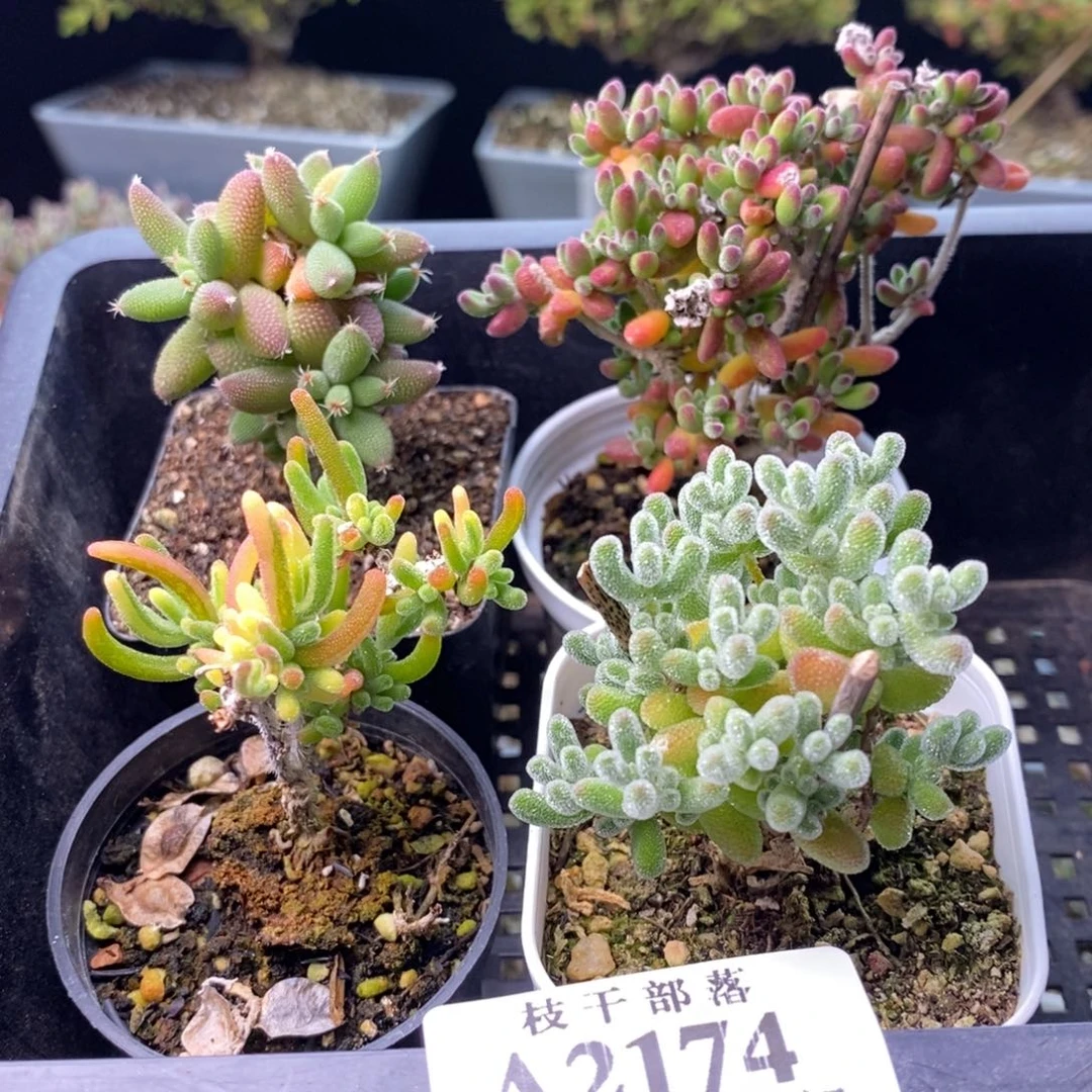 2174福利套餐 。