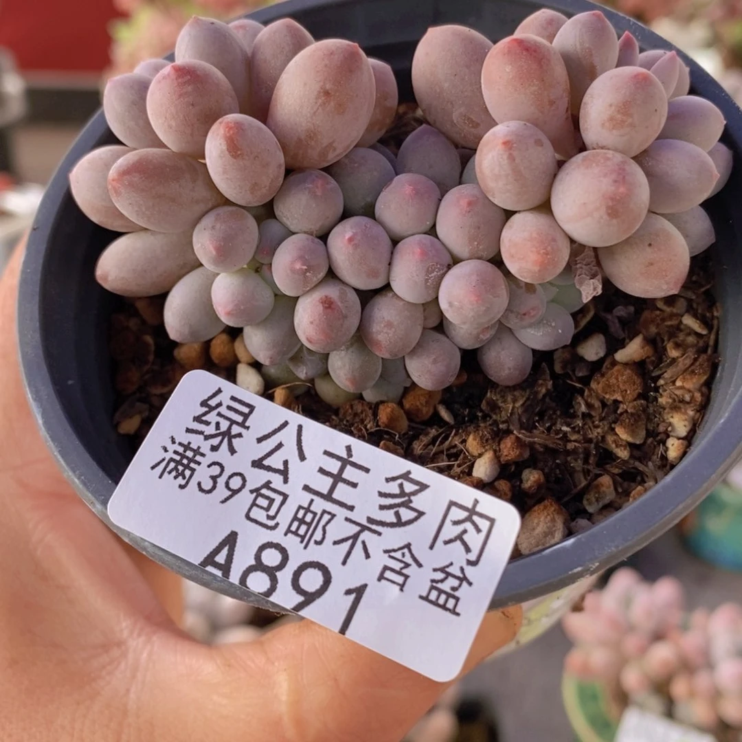 手指奶6cm891多肉植物