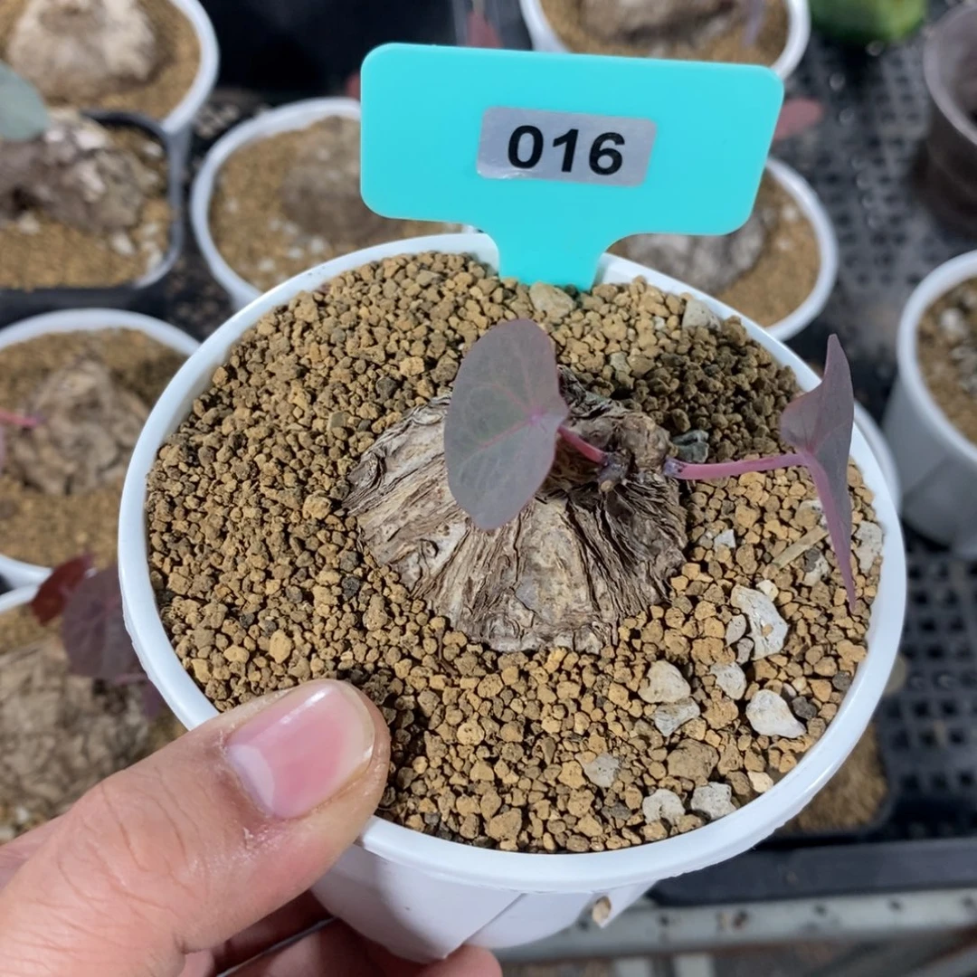 一叶龟多肉植物一个