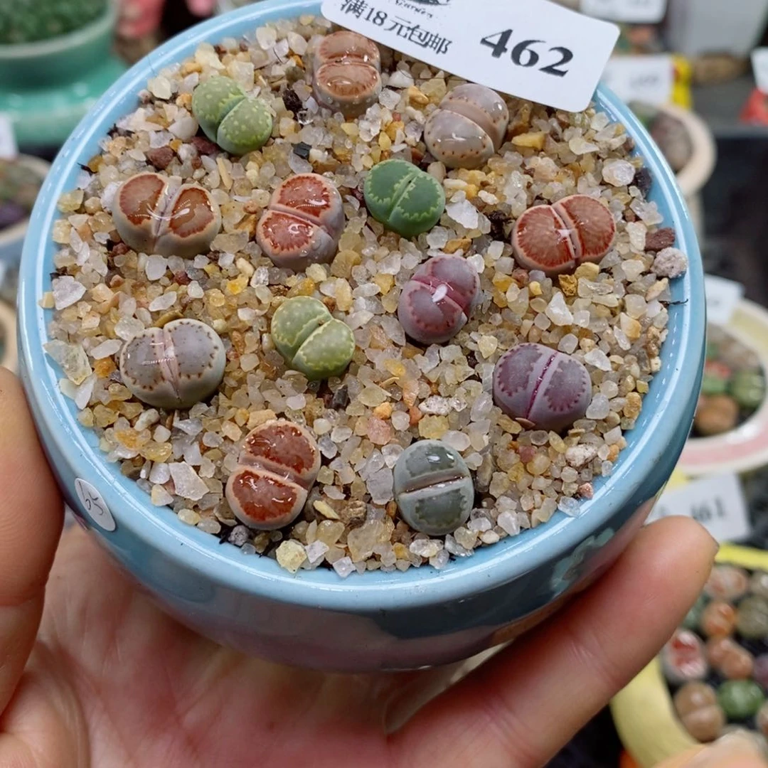 卖***粥生石花花花花花花花花462