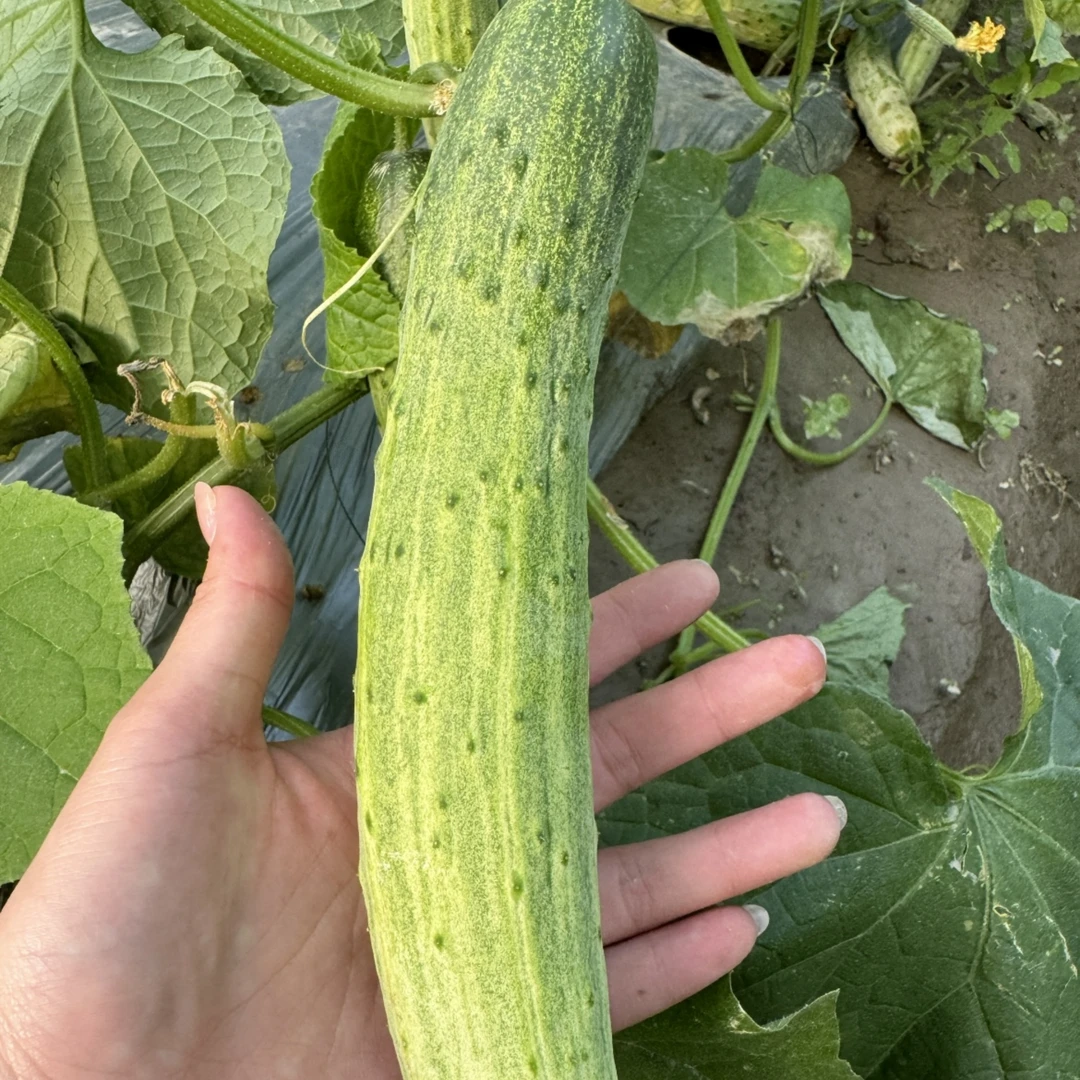 [本地黄瓜】顺丰发货