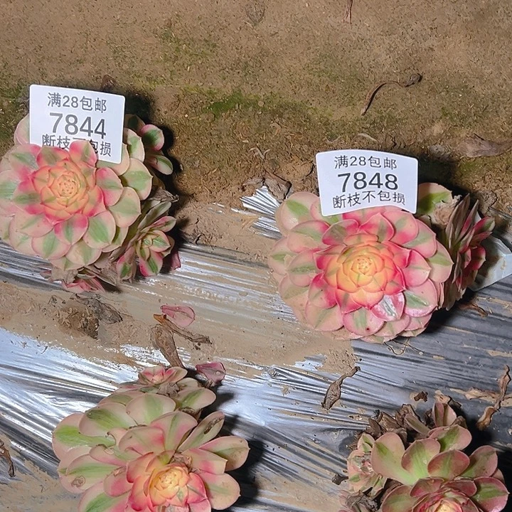 漩***辑7844 7848倾城两颗